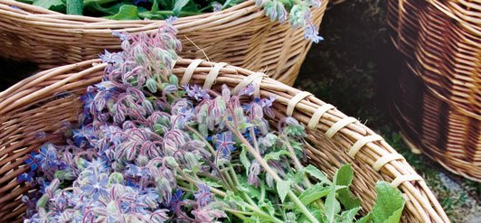 Steiner a l’origine des médicaments WALA et des produits cosmétiques Dr. Hauschka Steiner a l’origine des médicaments WALA et des produits cosmétiques Dr. Hauschka