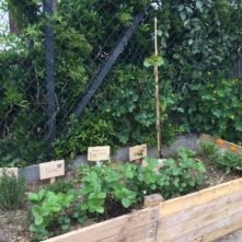 Jardin-10-ecole-perceval