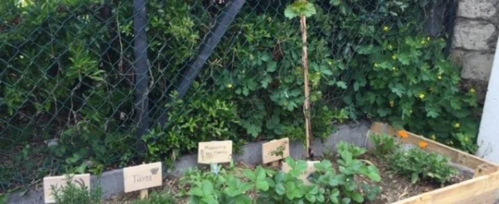 Jardin-10-ecole-perceval
