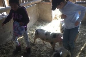 ecole_perceval-voyage-ferme_15