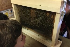 ecole_perceval-voyage-ferme_7